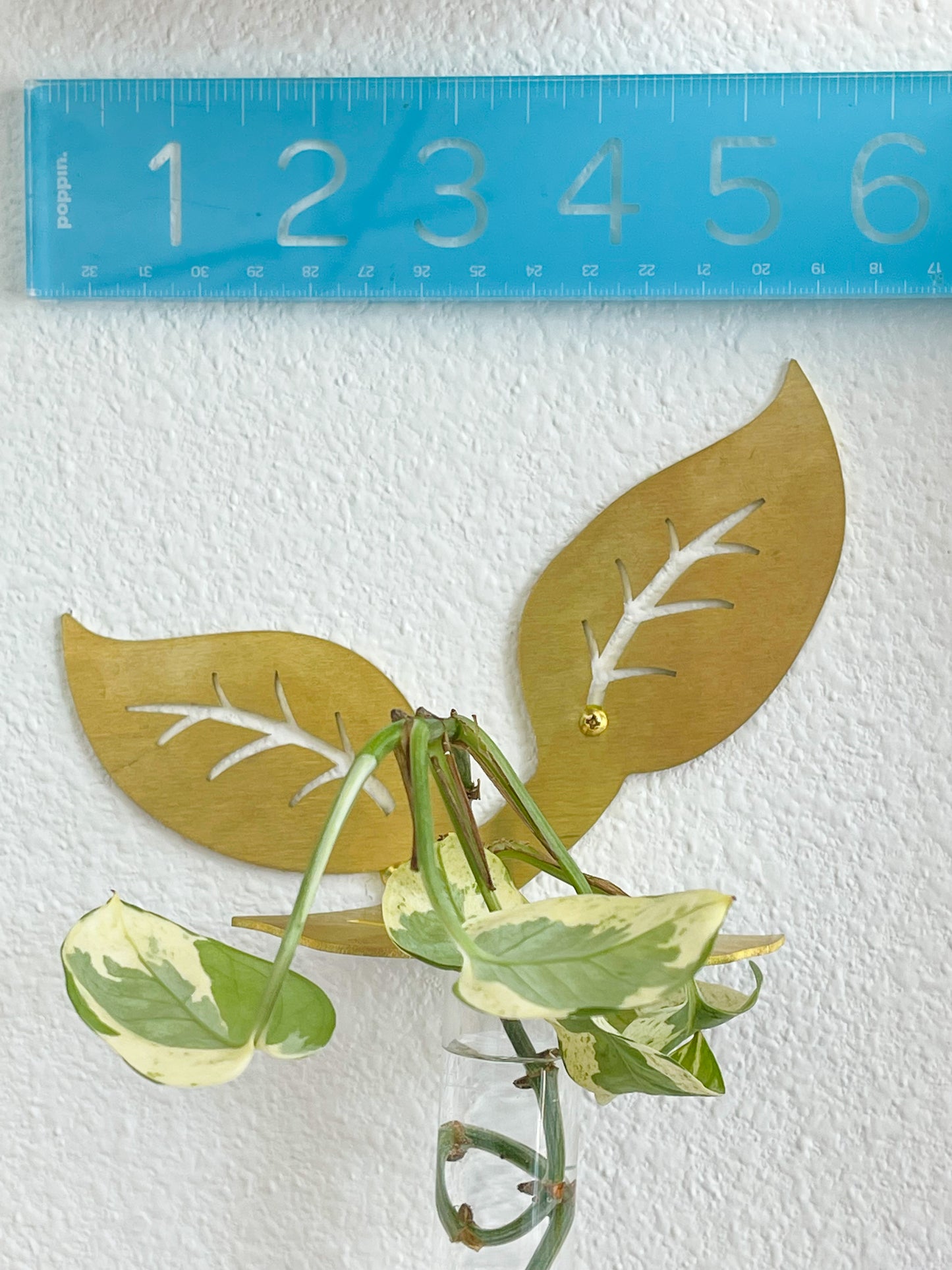 Plant Propagation Brass Leaf