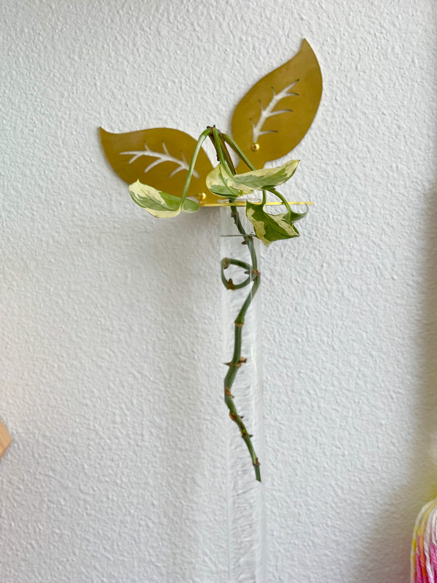 Plant Propagation Brass Leaf