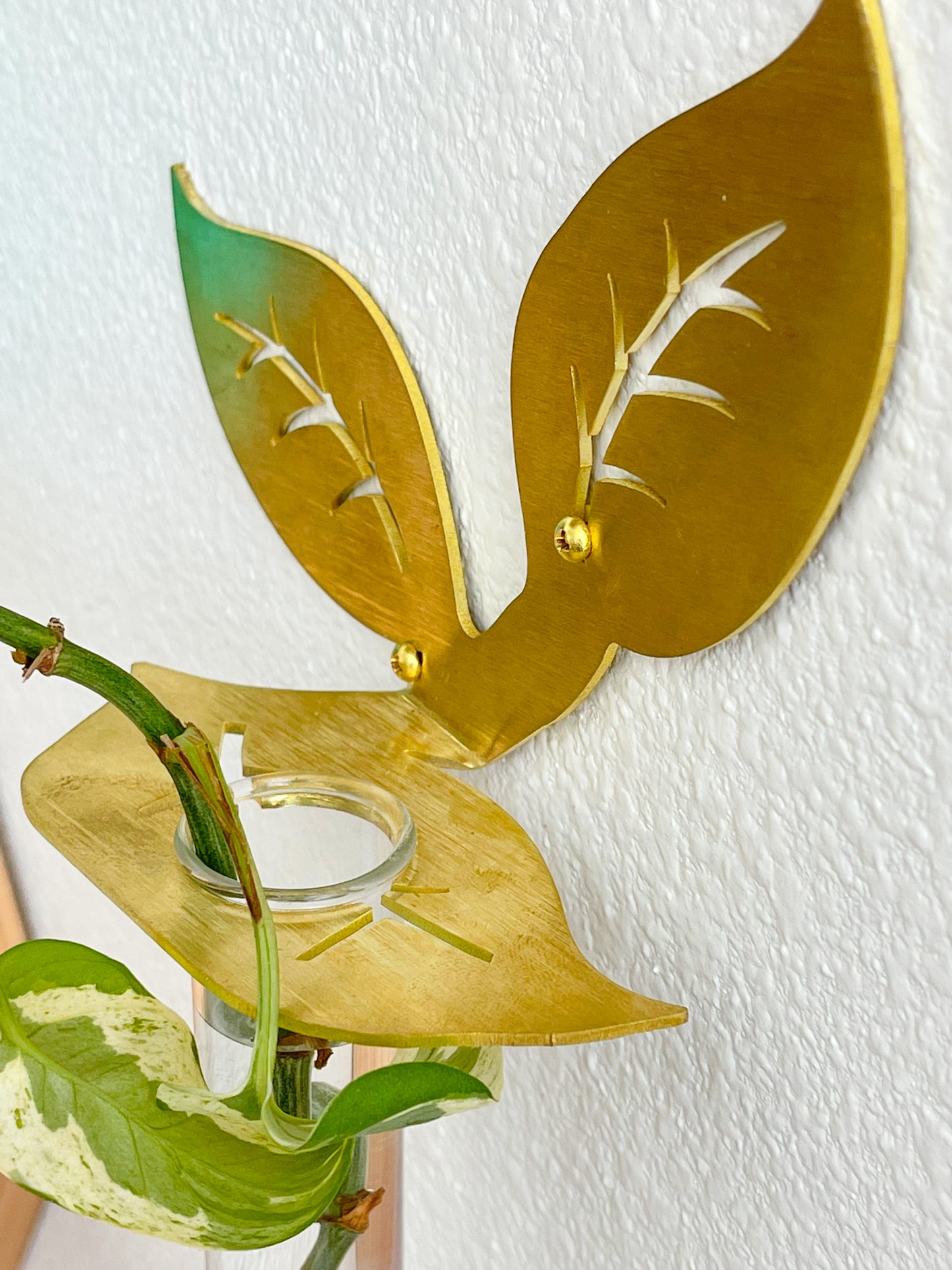 Plant Propagation Brass Leaf