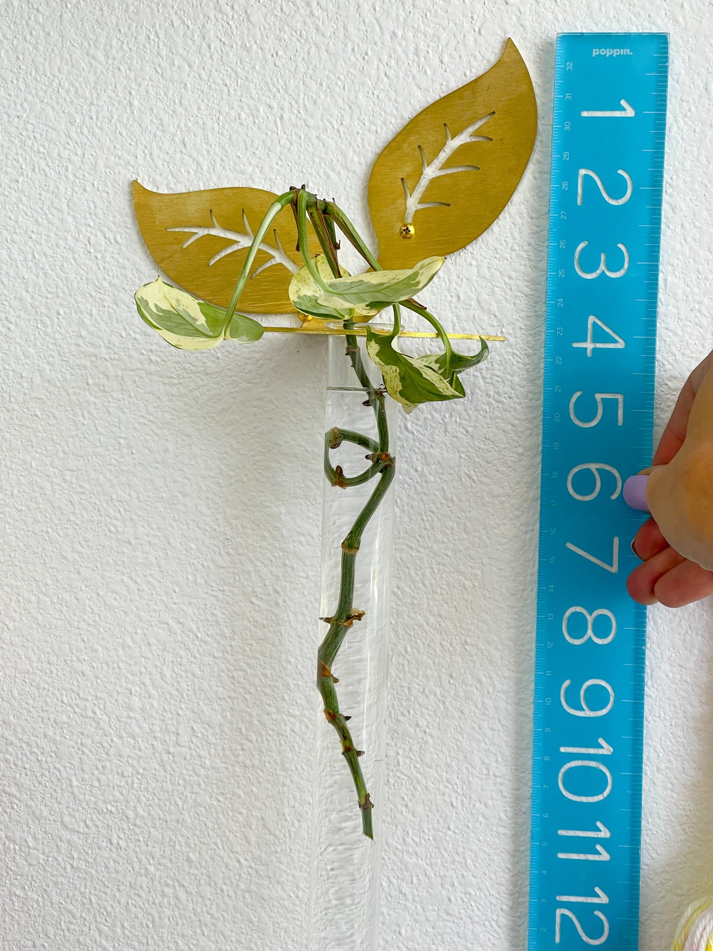Plant Propagation Brass Leaf