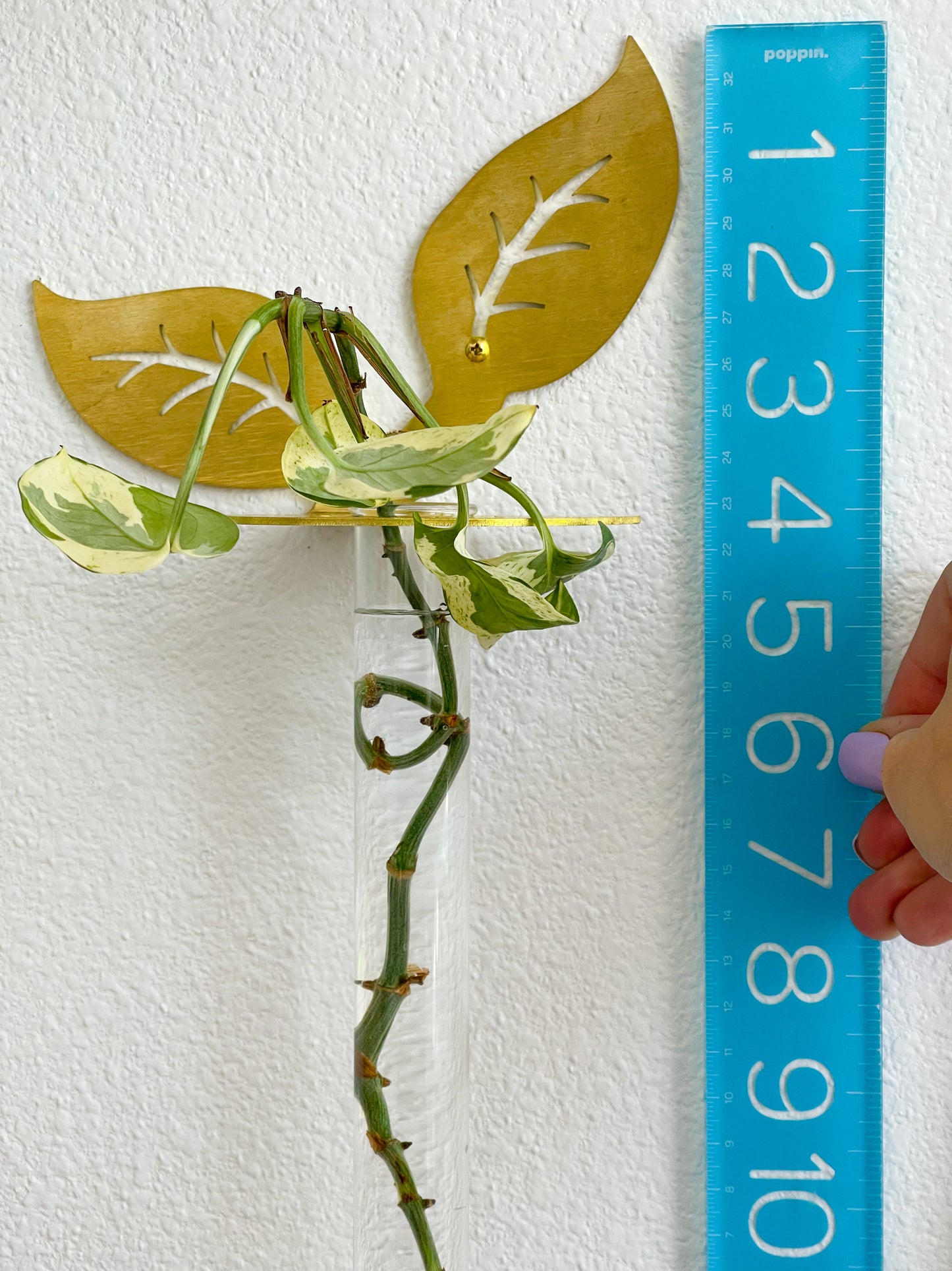 Plant Propagation Brass Leaf