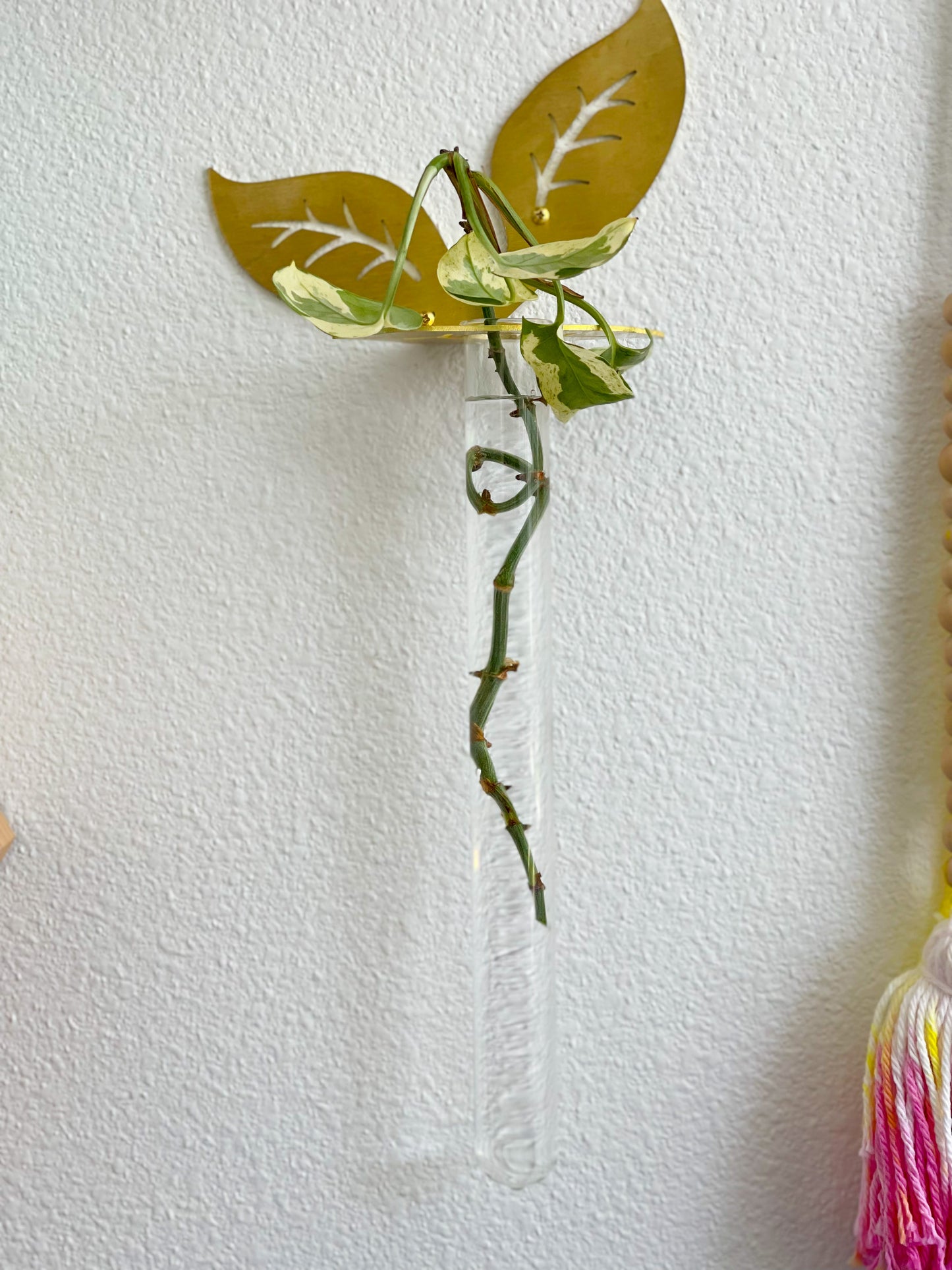 Plant Propagation Brass Leaf