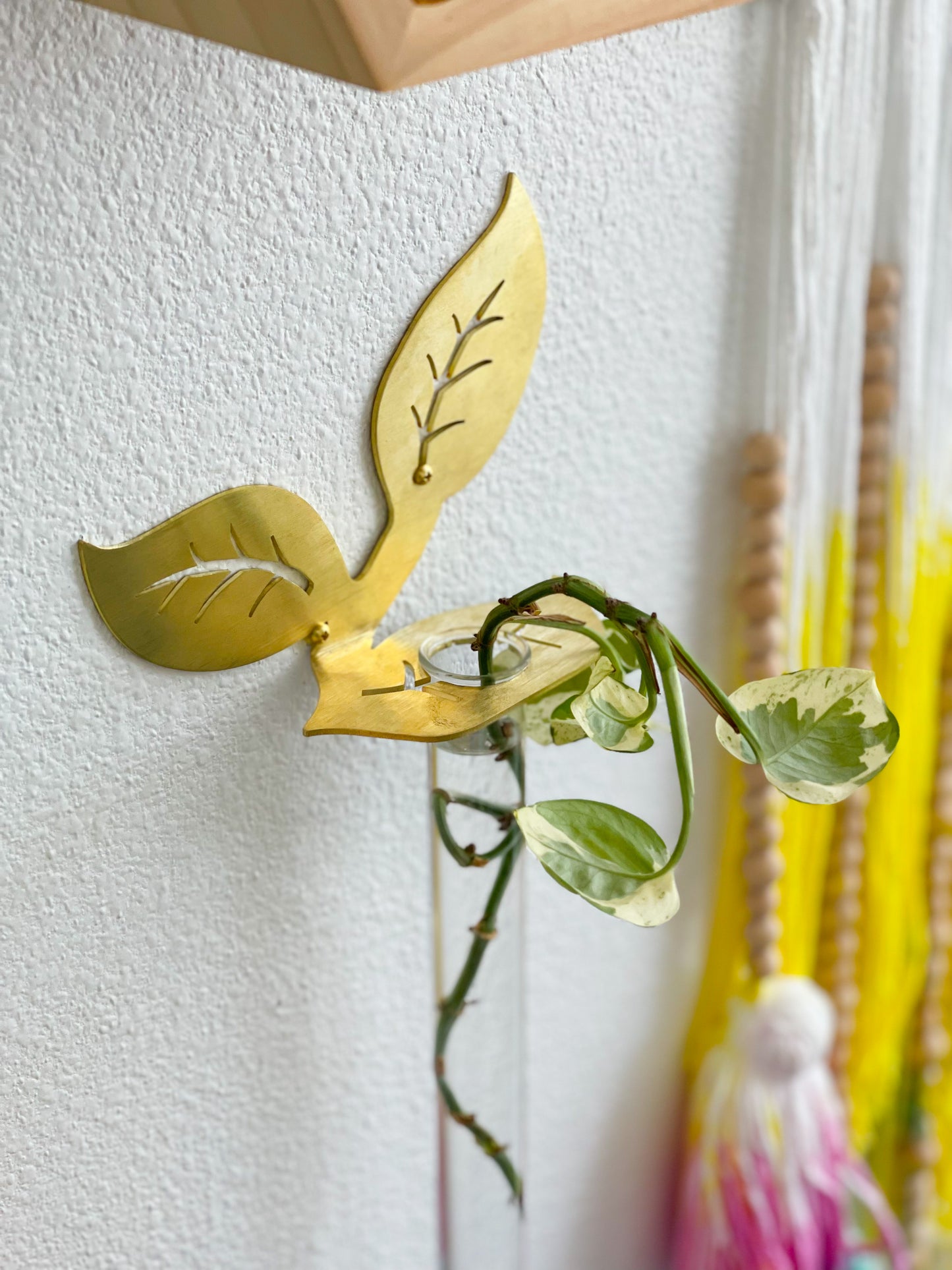 Plant Propagation Brass Leaf