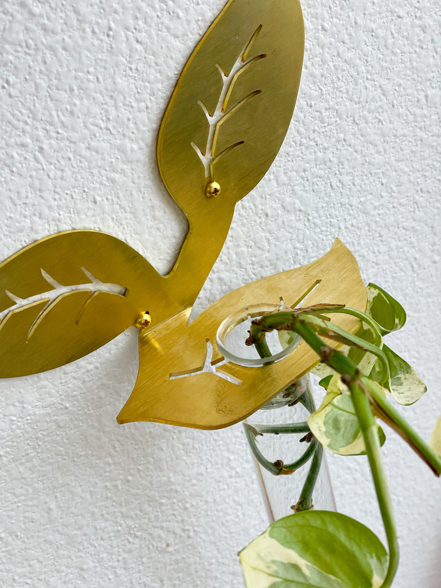 Plant Propagation Brass Leaf