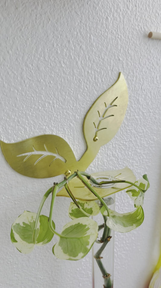 Plant Propagation Brass Leaf