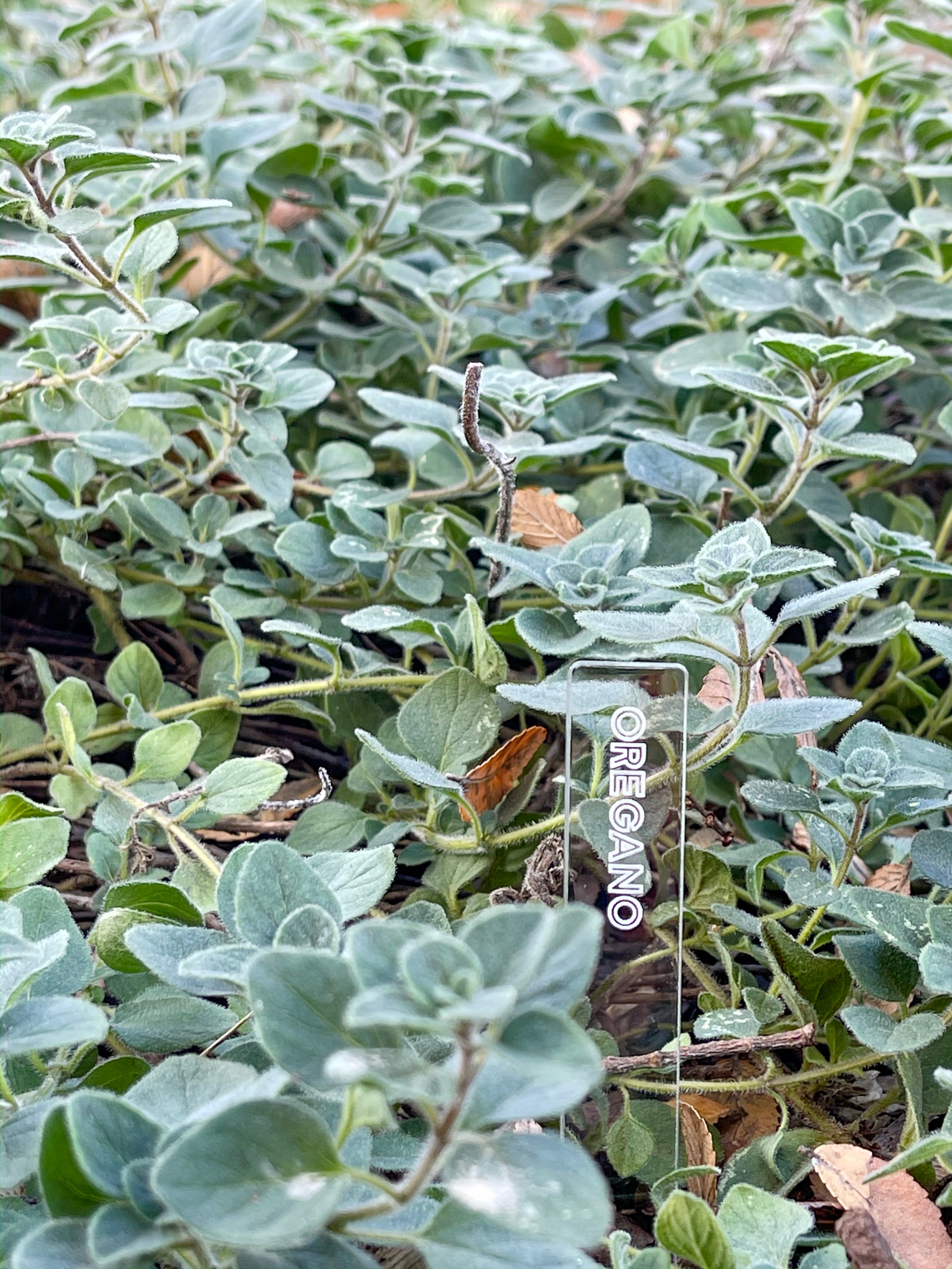 Plant Labels – Yellow Bess